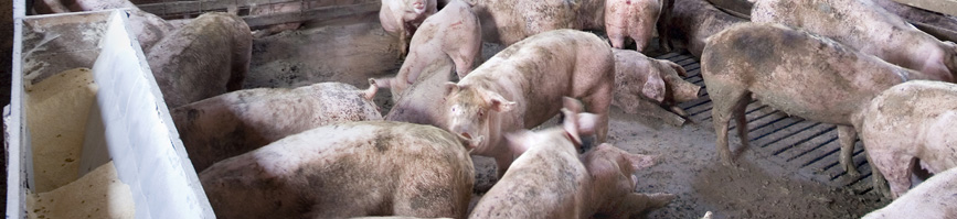 DECISIÓN DE EJECUCIÓN (UE) 2018/114 DE LA COMISIÓN de 16 de enero de 2018 que modifica la Decisión 2009/11/CE relativa a la autorización de métodos de clasificación de las canales de cerdo en España