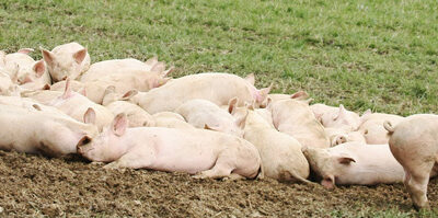 Un estudio ofrece pautas para prevenir la propagación de la peste porcina africana en jabalíes