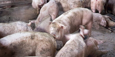 Desarrollan sensores de movimiento para detectar si un jabalí está infectado con peste porcina africana
