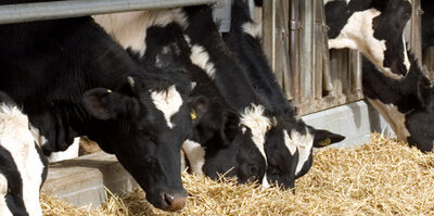 El ganado contribuye menos de lo que se pensaba a propagar bacterias resistentes a humanos