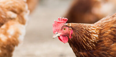 La influenza aviar amenaza las exportaciones avícolas