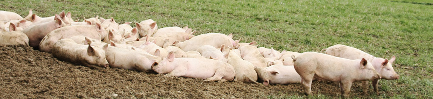 Bacilos de tuberculosis inactivados para proteger frente a la salmonelosis en cerdos