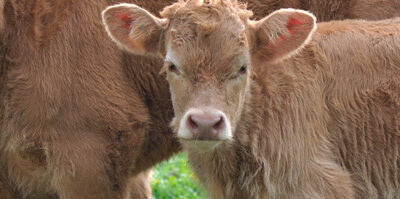 Informes del USDA sobre el comercio mundial de ganado