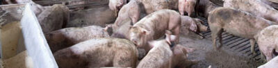Proyecto de Real Decreto para la ordenación de granjas porcinas