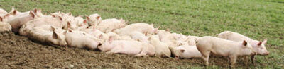 Suecia ordena el sacrificio de animales en la zona afectada por la peste porcina