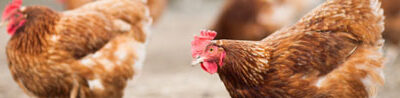 Advierten que el virus de la gripe aviar está mutando para adaptarse a los mamíferos