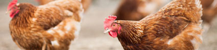 Gripe aviar: la enfermedad que vuelve a Europa y a España