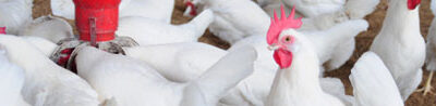 Aumento en los brotes de influenza aviar notificados en todo el mundo del 2013 al 2022